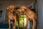 Deux Chiweenies au pelage fauve et aux oreilles tombantes