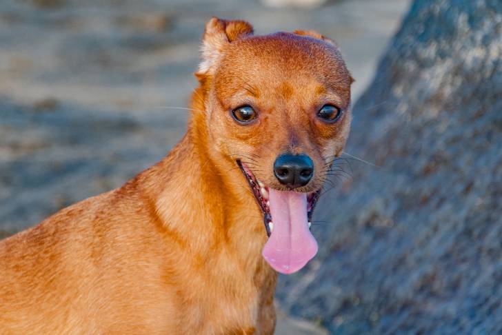 Un Chiweenie au pelage fauve, à la truffe noire et aux oreilles rabattues