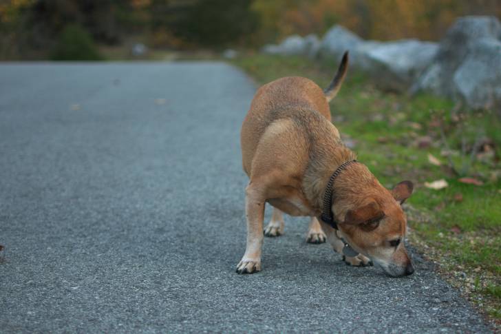 Un Chiweenie à la robe fauve et aux oreilles tombantes, reniflant un sol