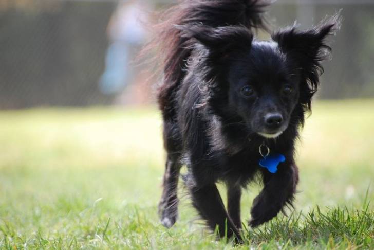 Un Chiweenie à la robe unicolore noir et aux oreilles tombantes, marchant sur l’herbe