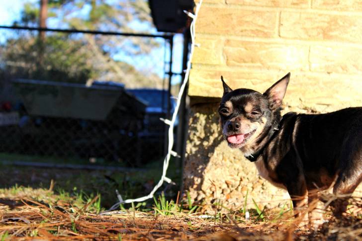 Un Chiweenie à la robe noir et aux oreilles droites, sur de l’herbe