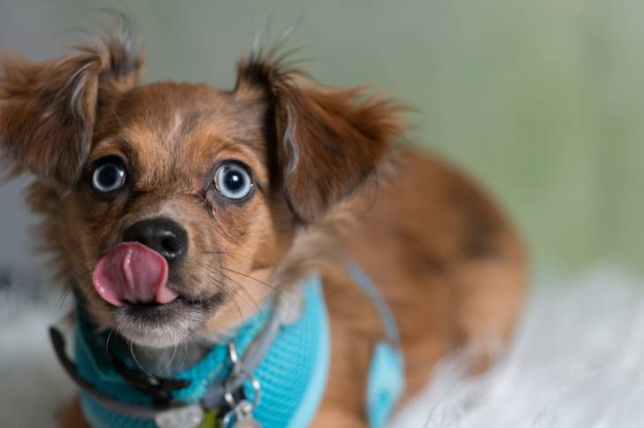Un Chiweenie à la robe fauve, aux oreilles tombantes et aux yeux bleus