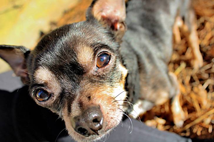 Un gros plan d’un Chiweenie à la robe noir et fauve, aux oreilles droites et aux yeux marron