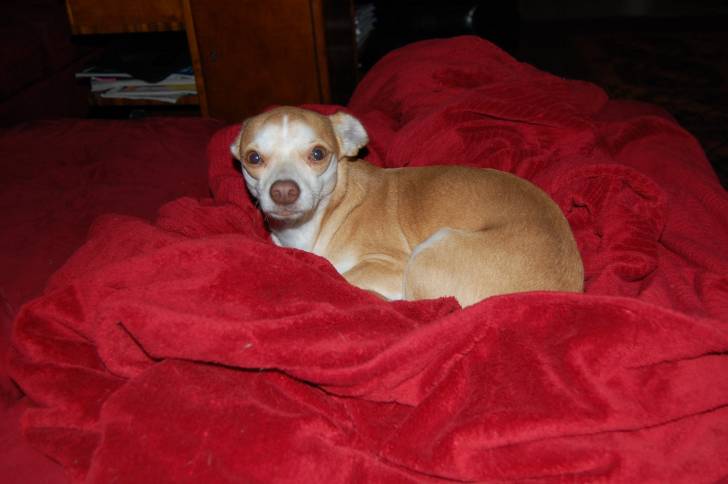 Un Chiweenie au pelage bicolore fauve et blanc, allongé sur une couverture rouge