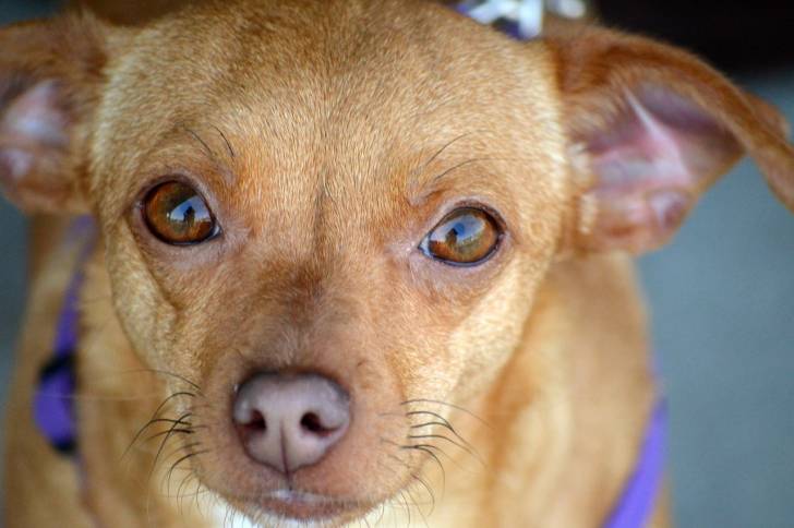 Un gros plan d’un Chiweenie à la robe fauve, aux oreilles tombantes et aux yeux miel