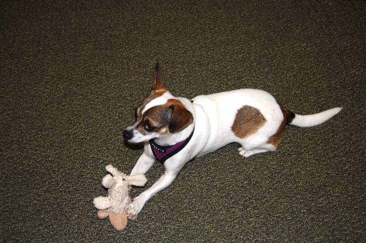 Un Chiweenie au pelage bicolore fauve et blanc, allongé avec une peluche entre les pattes