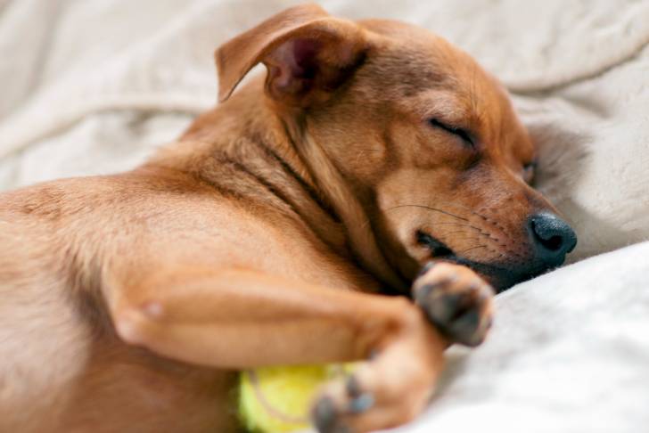 Un Chiweenie endormi, au pelage fauve et tenant une balle entre les pattes