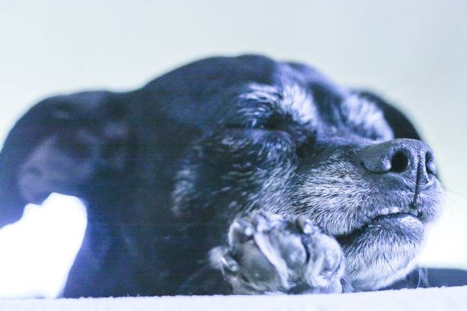 Un gros plan d’un Chiweenie endormi, au pelage noir