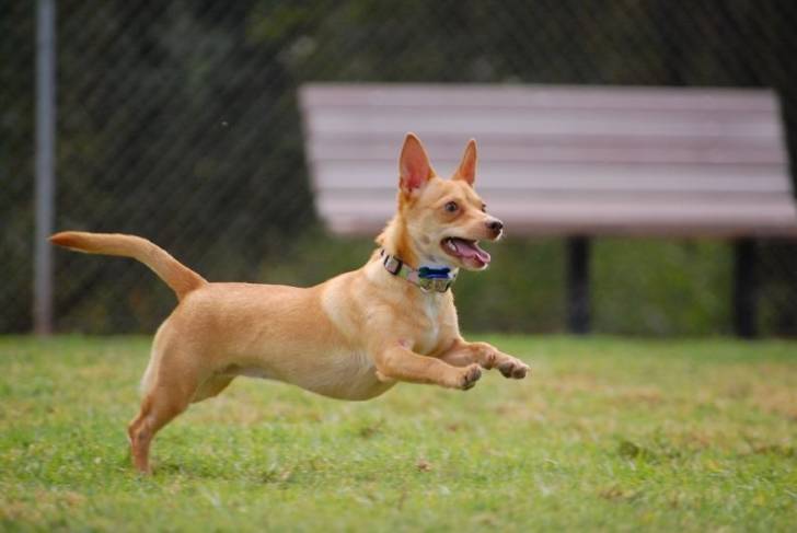 Un Chiweenie au pelage fauve et aux oreilles droites, courant sur de l’herbe