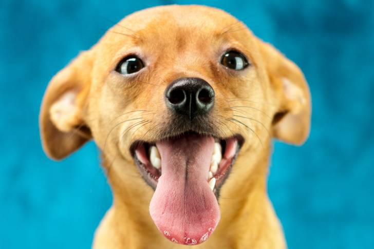 Un gros plan d’un Chiweenie au pelage fauve et aux oreilles rabattues