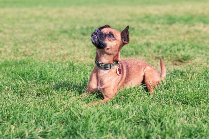 Un Chiweenie au museau noir et au pelage fauve, portant un collier vert et allongé sur de l’herbe