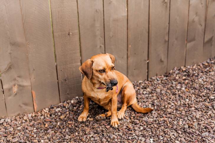 Un Chiweenie au museau noir, au pelage fauve et aux oreilles tombantes, assis sur des graviers
