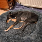 Un Lurcher allongé dans un panier et semblant détendu 