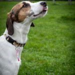 Un Lurcher sur une surface herbacée et portant un collier autour du coi
