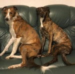 Deux Lurcher assis sur un canapé et regardant tous les deux la caméra 