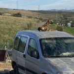 Un Lurcher allongé sur le toit d'une voiture et portant un collier autour du cou