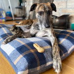 Un Lurcher allongé sur un coussin et semblant détendu 