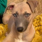 Un Lurcher allongé et regardant vers la caméra 