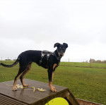 Un Lurcher sur une plateforme et portant un harnais 