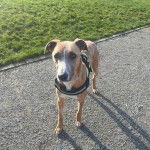 Un Lurcher sur une surface bitumée et portant un harnais