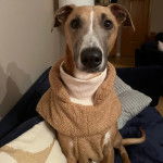 Un Lurcher assis sur un canapé et portant un habit pour chien 