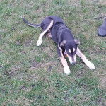 Un Lurcher allongé sur une surface herbacée et portant un harnais 