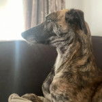Un Lurcher allongé sur un canapé 