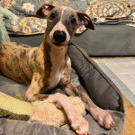 Un Lurcher allongé dans un panier et semblant détendu 