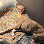 Un Lurcher allongé sur un canapé et semblant dormir 