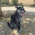 Un Lurcher assis sur une surface sableuse et ayant la langue pendante 