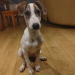 Un Lurcher assis sur un plancher et regardant vers la caméra 