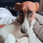 Un Lurcher allongé sur un lit et semblant détendu 