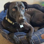 Un Lurcher allongé dans un panier et portant un collier autour du cou