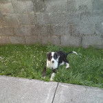 Un Lurcher allongé sur une surface herbacée et regardant vers la caméra 