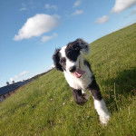 Un Lurcher marchant sur un terrain herbeux et ayant la langue pendante 