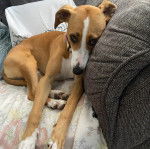 Un Lurcher allongé sur un canapé et portant un collier autour du cou 