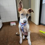 Un Lurcher assis sur un sol carrelé et portant un harnais 