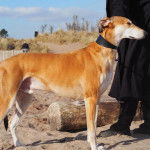 Profil d"un Lurcher sur une surface sableuse et portant un collier autour du cou