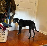 Un Lurcher sur un plancher et portant un collier autour du cou 