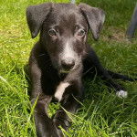 Un Lurcher allongé sur une surface gazonnée et regardant vers la caméra 