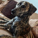 Un Lurcher allongé sur un canapé et semblant détendu 