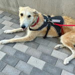 Un Lurcher allongé sur un sol pavé et qui est tenu en laisse 