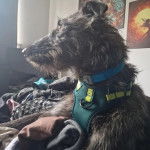 Un Lurcher allongé sur un lit et portant un harnais 