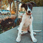 Un Lurcher assis sur un transat et portant un collier autour du cou