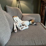 Un Lurcher allongé sur un canapé et portant un collier autour du cou