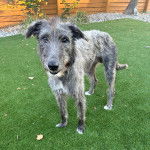Un Lurcher sur une surface gazonnée et regardant vers la caméra