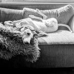 Un Lurcher allongé sur le dos sur un canapé et portant un collier autour du cou