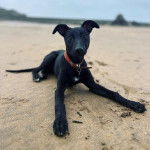 Un Lurcher allongé sur une surface sableuse et portant un collier autour du cou