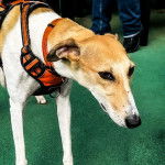Un Lurcher sur une moquette et portant un harnais 