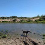 Un Lurcher marchant d'un l'eau et portant un collier autour du cou
